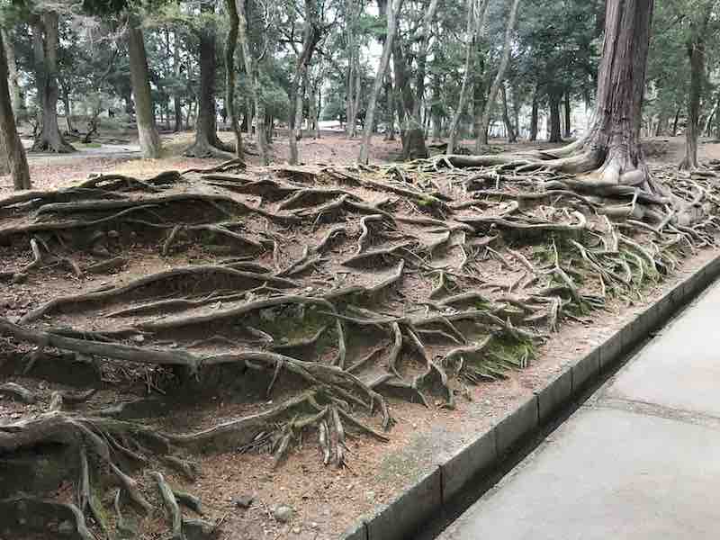 奈良公園　根っこ　大木
