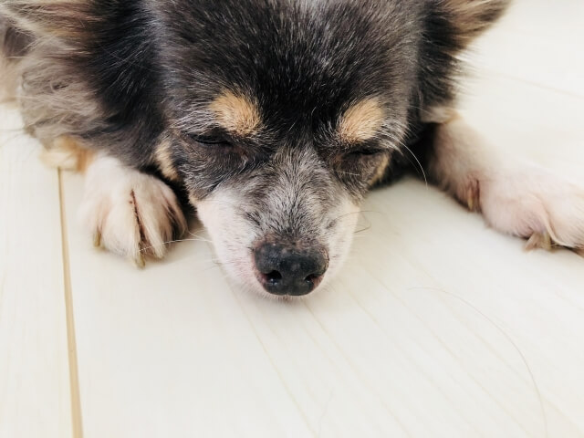 目を閉じて眠った犬