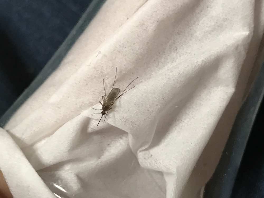 【画像】ティッシュで抑えられたコップの中の蚊のイメージ