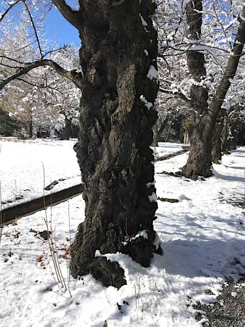 ゴツゴツしている雪のなかの樹木のイメージ